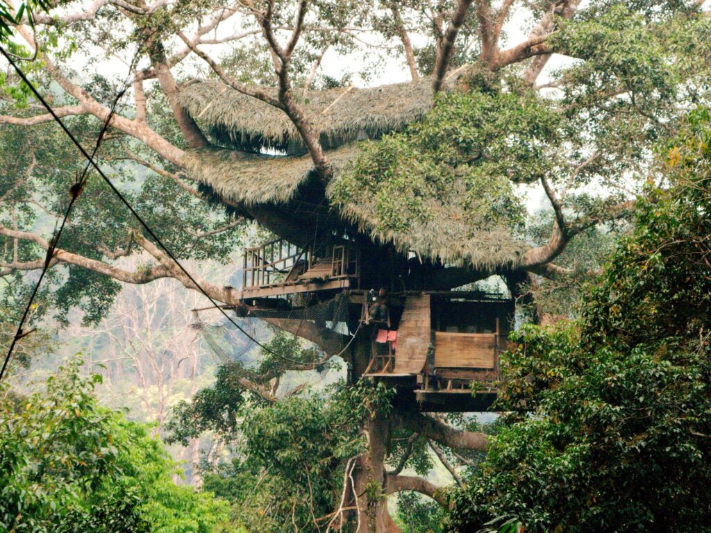 Tree house in the jungle amongst trees