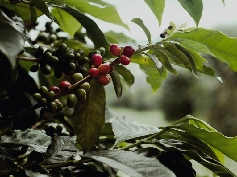 coffee plant with ripening fruit